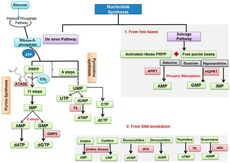 IJMS | Free Full-Text | Control of Nucleotide Metabolism Enables Mutant p53’s Oncogenic Gain-of ...