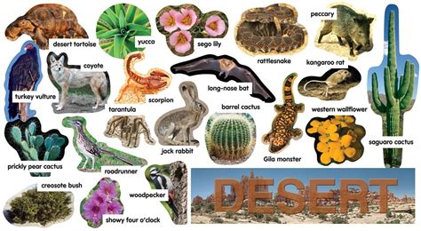 Animals in the desert that eat plants | Animal Big