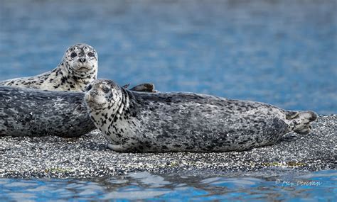 Pin on Seals and Selkies