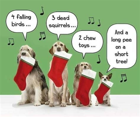 Pin by Deb Jay on Dog Gone Good! | Christmas quotes funny, Christmas ...