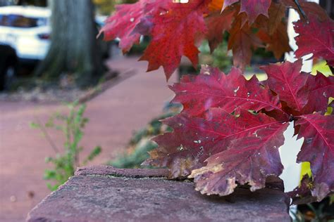 Red Oak | Red Oak (I think?) foliage on O Street NW, Washing… | Flickr