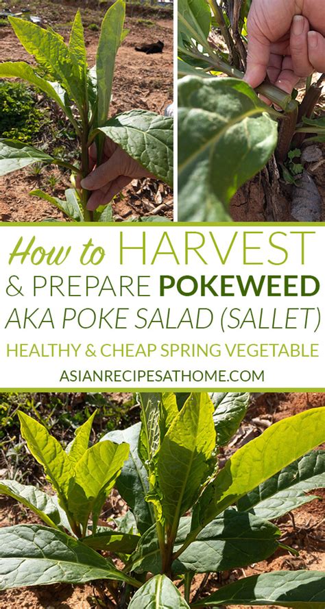 How to Harvest and Prepare Pokeweed or Poke Salad (Sallet) – Asian ...