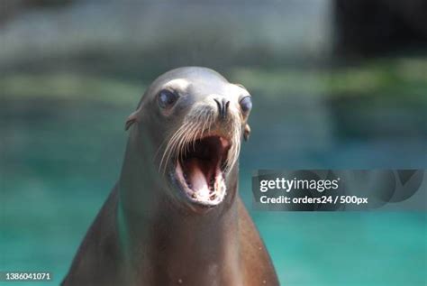 98 Sea Lion Teeth Stock Photos, High-Res Pictures, and Images - Getty ...