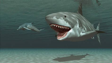 Megalodon fossils discovered all over the world | Fox News