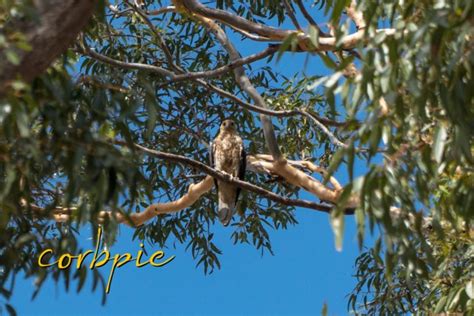 Brown Goshawk in tree