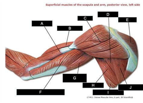 Superficial muscles of scapula and arm, posterior view, left side ...