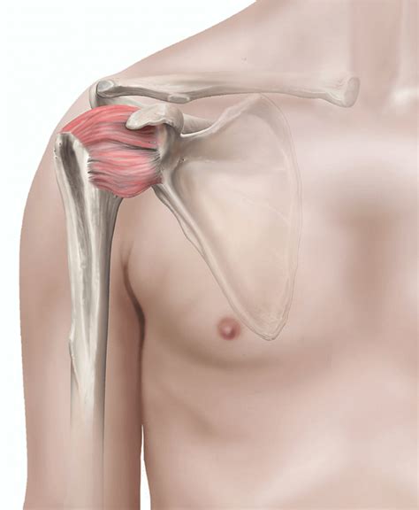 Arthroscopic release of frozen shoulder | healthdirect