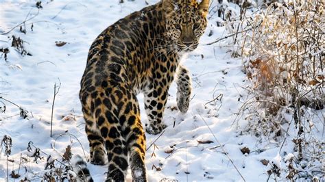 Amur leopards in the wild is now above the ‘threat of extinction’ level ...