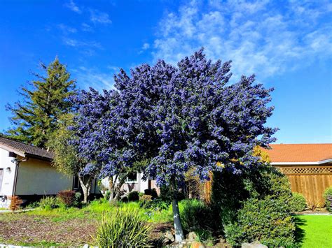 Stunning California lilac tree (ceanothos) : marijuanaenthusiasts