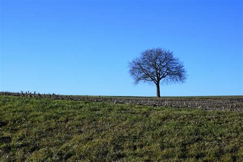 Fotos gratis : árbol, césped, planta, campo, prado, pradera, colina, viajar, selva, pastar ...