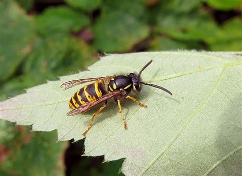 Common Wasp | Gedling Conservation Trust, Nottingham