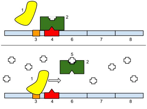 Promoter (genetics) - Wikipedia