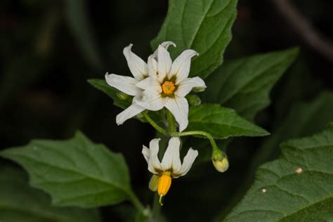 Plant of the Month - Douglas Nightshade