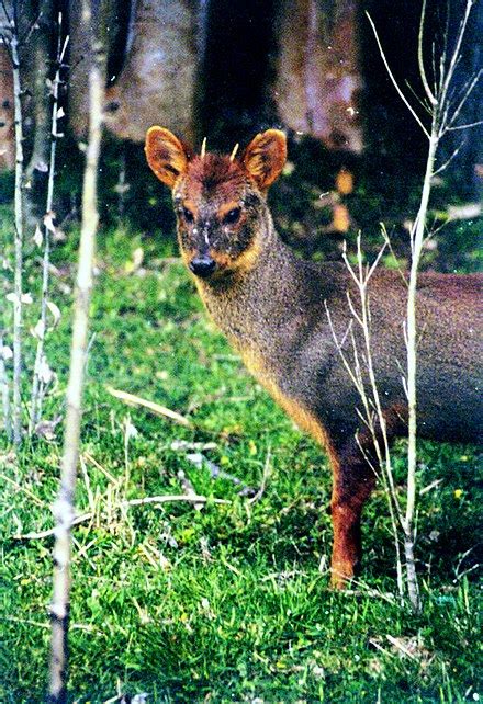 Pudú - Wikipedia