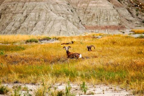 The Complete Guide to Camping in Badlands National Park - TMBtent