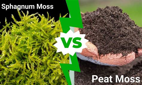 Sphagnum Moss vs. Peat Moss: What's the Best Growing Medium for Your Plants? - A-Z Animals