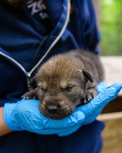 North Carolina Zoo Celebrates Birth of Five Red Wolf Pups