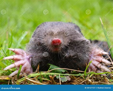 European Mole Head stock image. Image of mammal, fauna - 30127137