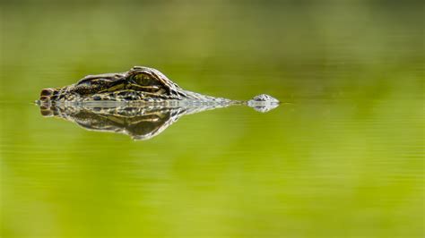 The Baby Gator Project: Part 1 | Photography