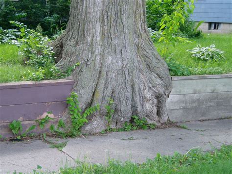 Oak Tree Root System