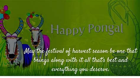 Happy Pongal Festival Wishes | Messages | Greetings | images