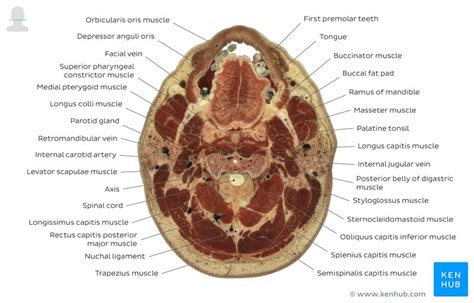 Cross sectional anatomy | Kenhub