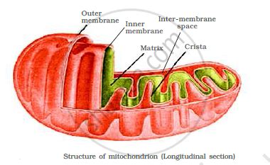 Name two cell-organelles that are double membrane bound. What are the ...