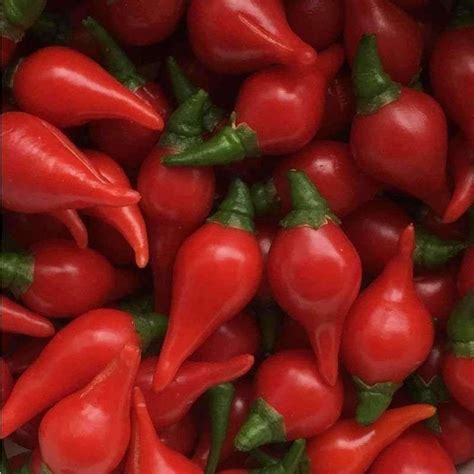 Seeds for Red Biquinho Hot Pepper | Capsicum chinense | Amkha Seed