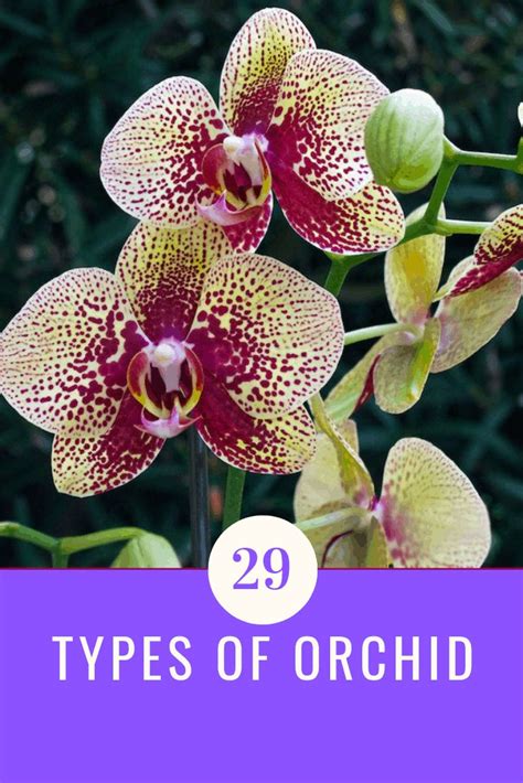 29 Types of Orchid - Aven Gardening | Types of orchids, Orchid flower ...