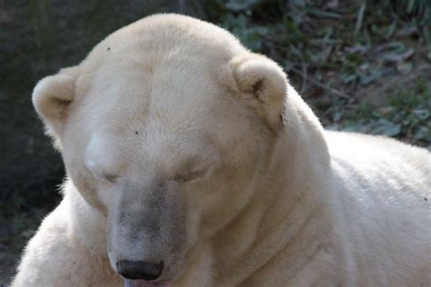 Polar Bear {Ursus Maritimus} | Baltimore Zoo | Drew Avery | Flickr