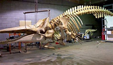 Access denied | Megalodon skeleton, Shark tooth fossil, Animal skulls