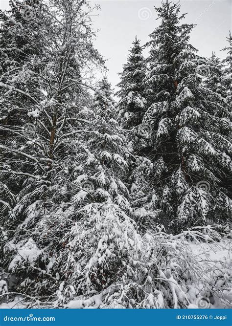 Winter in Harz Mountains National Park, Germany. Moody Snow Covered ...