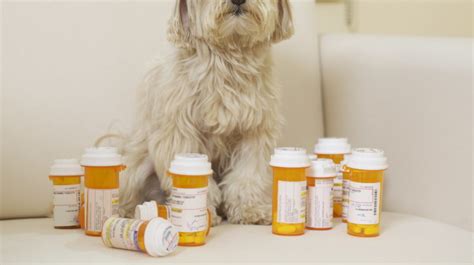 Pet Meds Listed in Owner’s Medication Profile Lead to Confusion in the ED