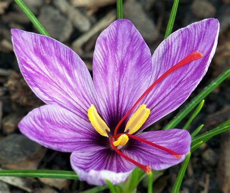 Emerald Moondragon: Saffron Crocus