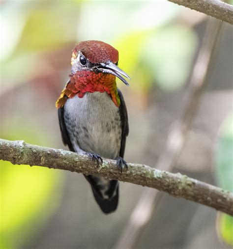 Bee Hummingbird | Ornithology | Bird Photography