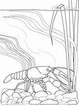 Crawfish Coloring Pages sketch template