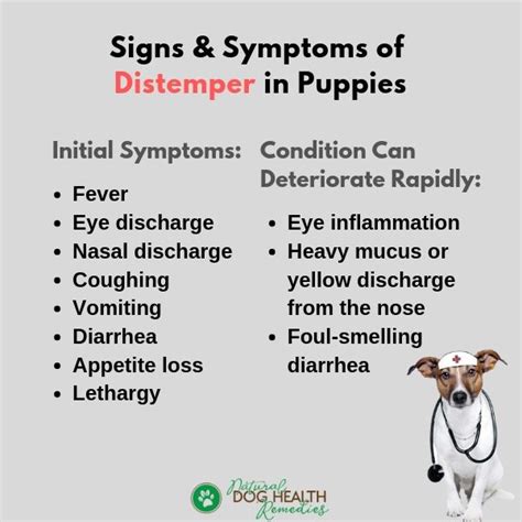 Puppy Distemper - Symptoms, Conventional and Natural Treatment