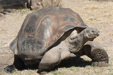 Giant Galápagos tortoise facts, adaptations, habitat & evolution