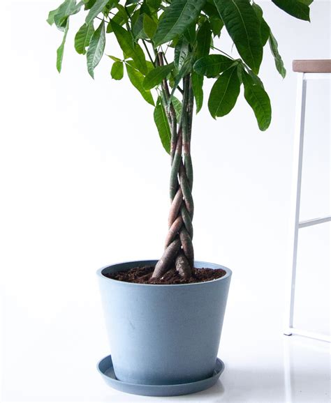 Buy Large, Potted Money Tree Indoor Plant | Bloomscape