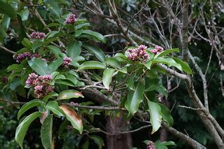 Flowering Tonka Bean tree (Dipteryx odorata) | Dipteryx odor… | Flickr