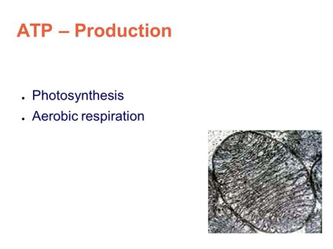 Molecule of the Week ATP Synthase. ...a nanoscale machine Two molecular ...