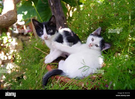 Cute kittens playing garden hi-res stock photography and images - Alamy