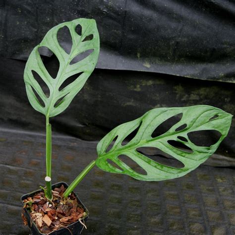 Monstera adansonii – Carnivero