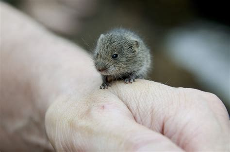 Photo of Vole animal on hand-GardensAll | GardensAll