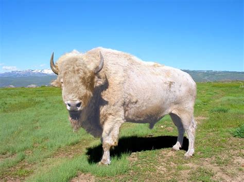 Pets: White Buffalo