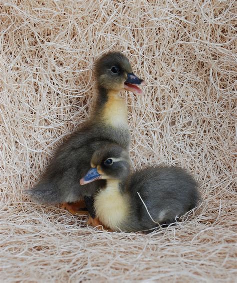 Blue Swedish Ducklings | Ducklings, Baby chicks, Baby ducks