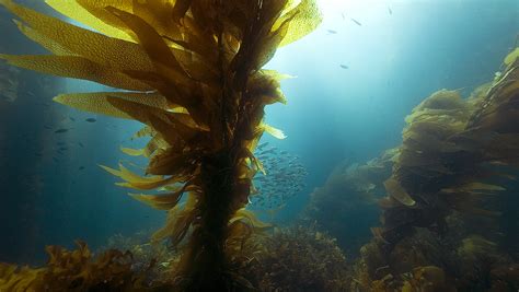 Steneck contributes to global study touting local management of kelp forests - UMaine News ...