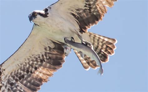 Osprey Carries Shark Carrying Fish – Garden & Gun