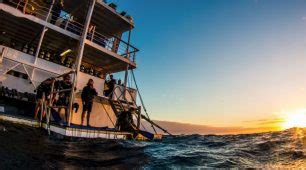 Cairns Dive day tours and liveaboard trips