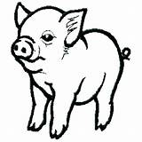 16 Baby Pig Coloring Pages  Just Kids sketch template